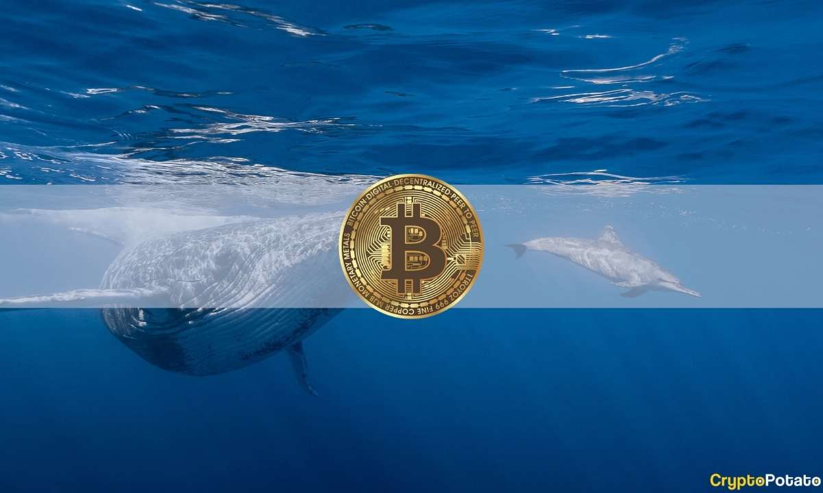 Bitcoin Whale Wealth Control Highlights Currency Centralization: Report