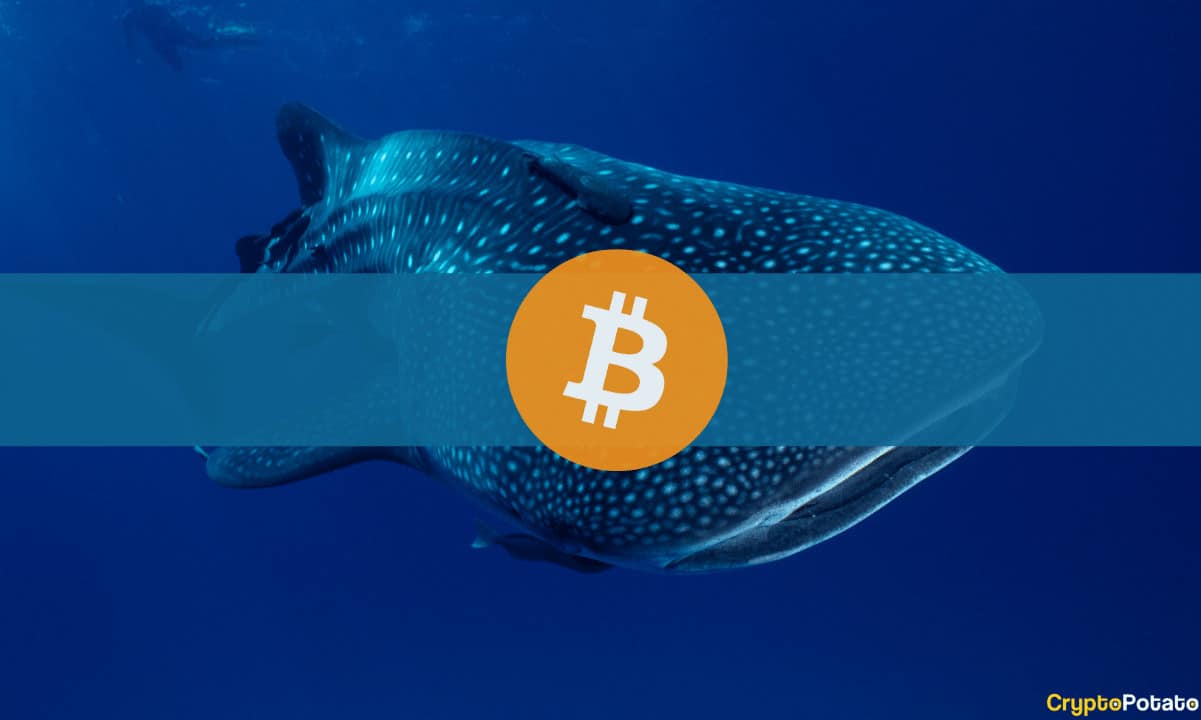 Third-Largest Bitcoin Whale Transfers All BTC Holdings to Coinbase